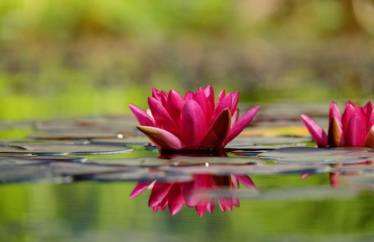 dream meaning Lily