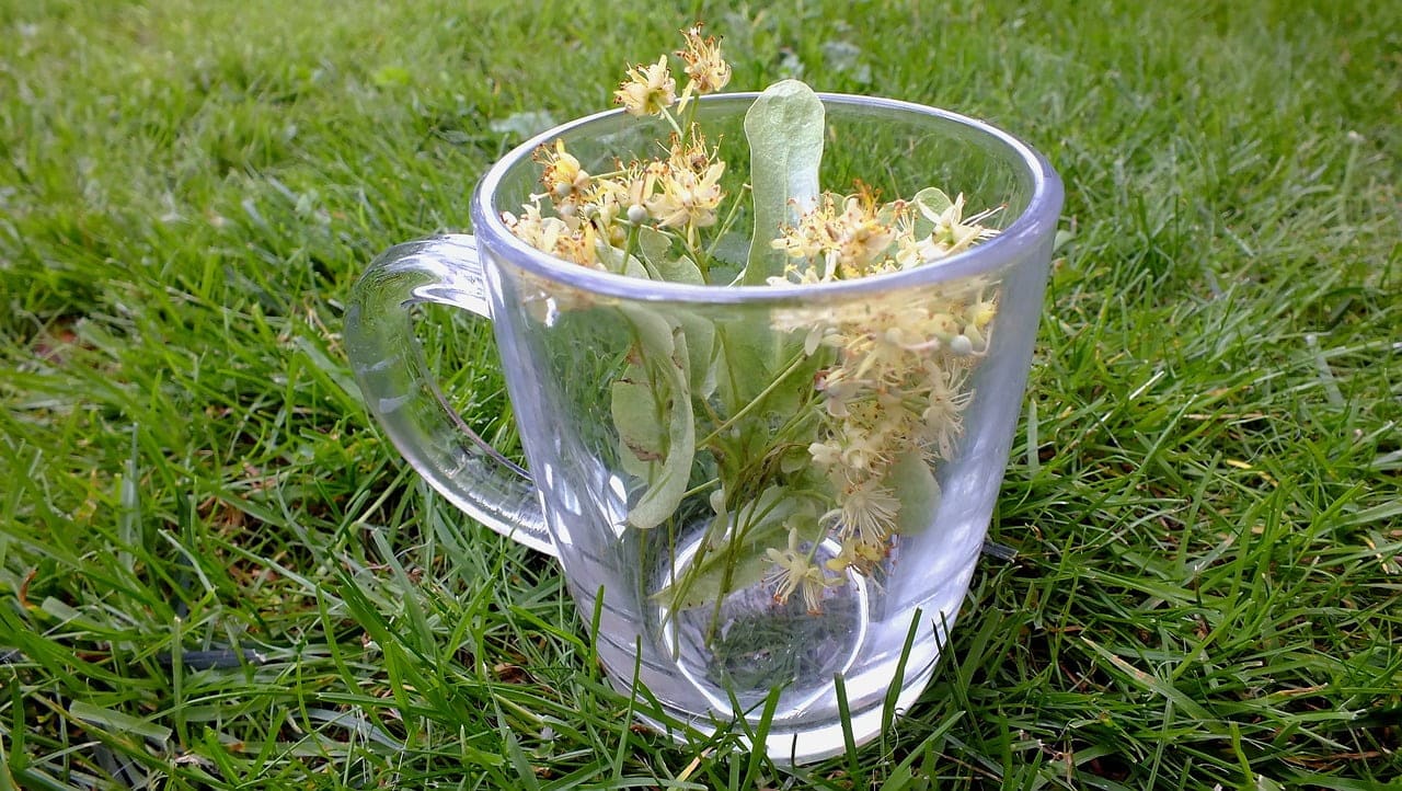 dream meaning Linden (flower)