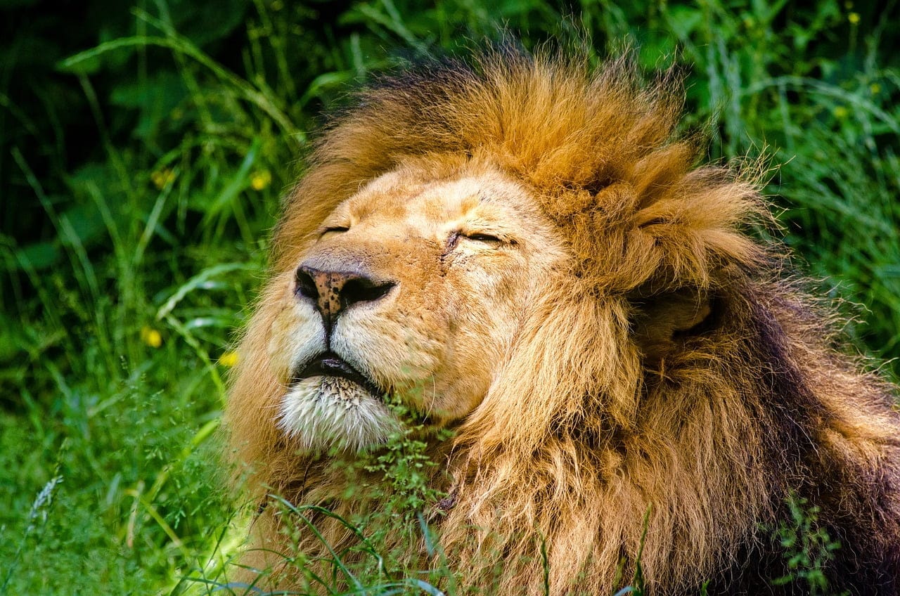 dream meaning Lion