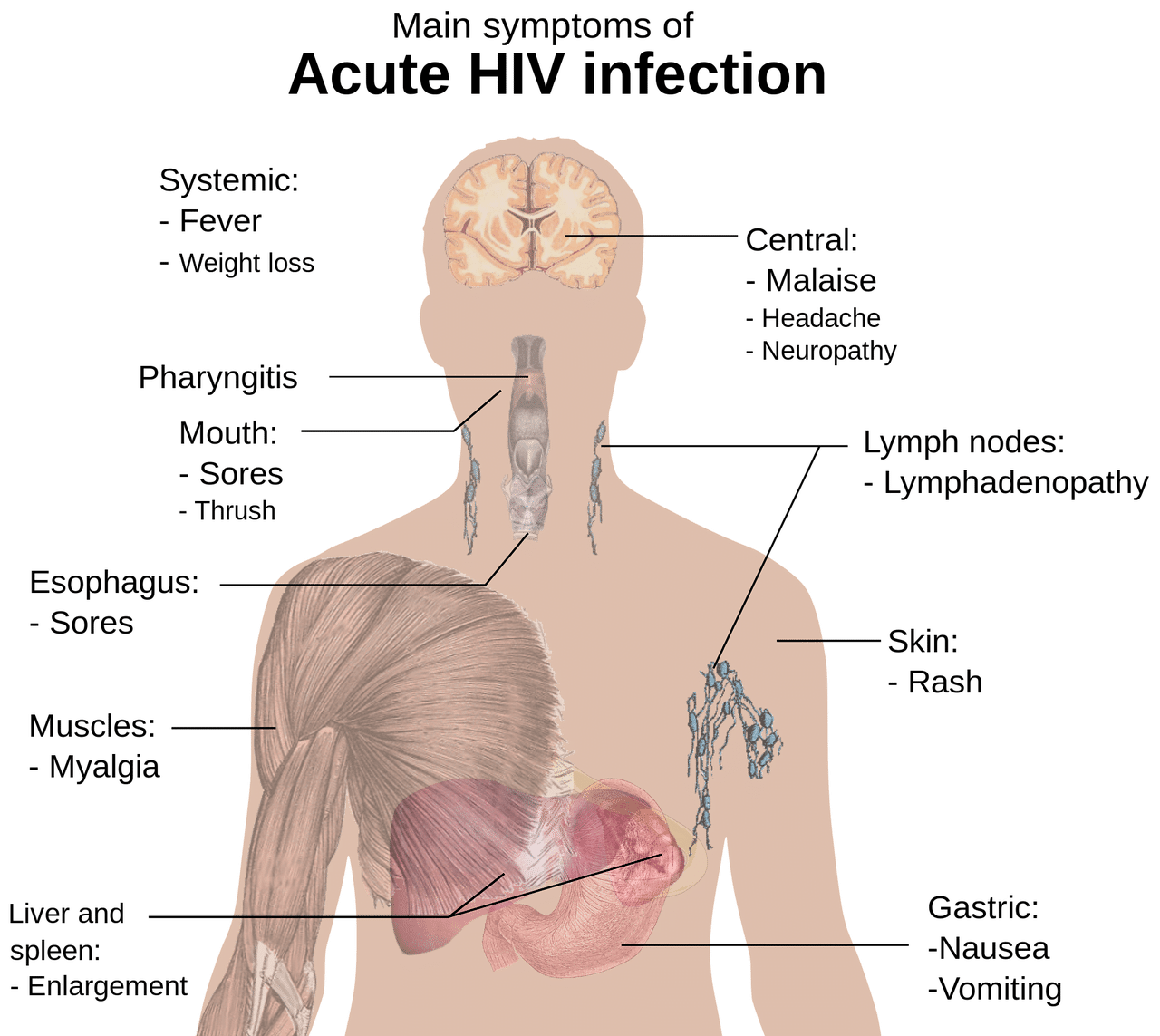 dream meaning Liver