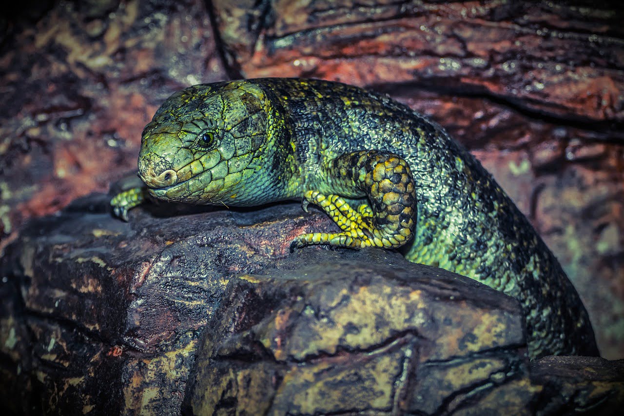 dream meaning Lizard