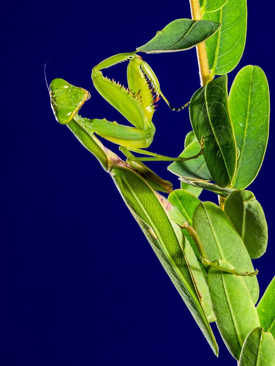 dream meaning Locust