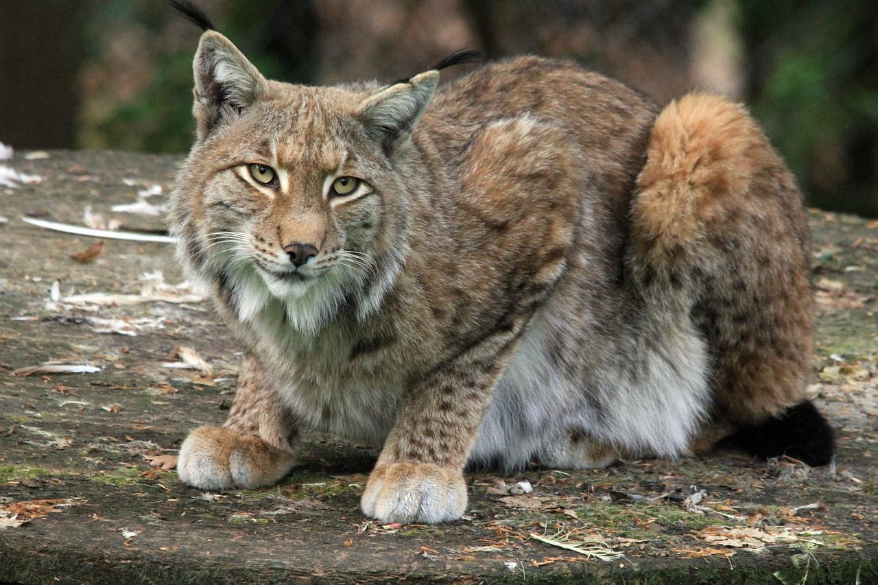 dream meaning Lynx