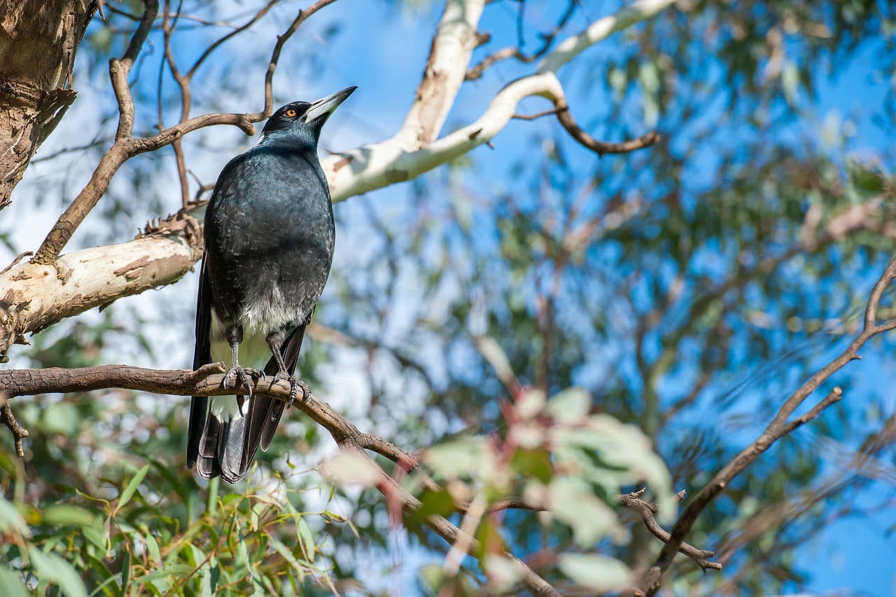 dream meaning Magpie
