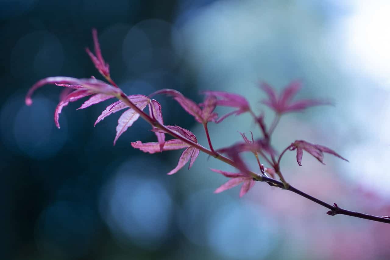 dream meaning Maple