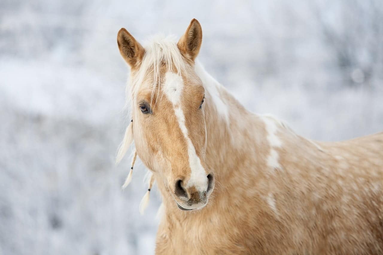 dream meaning Mare