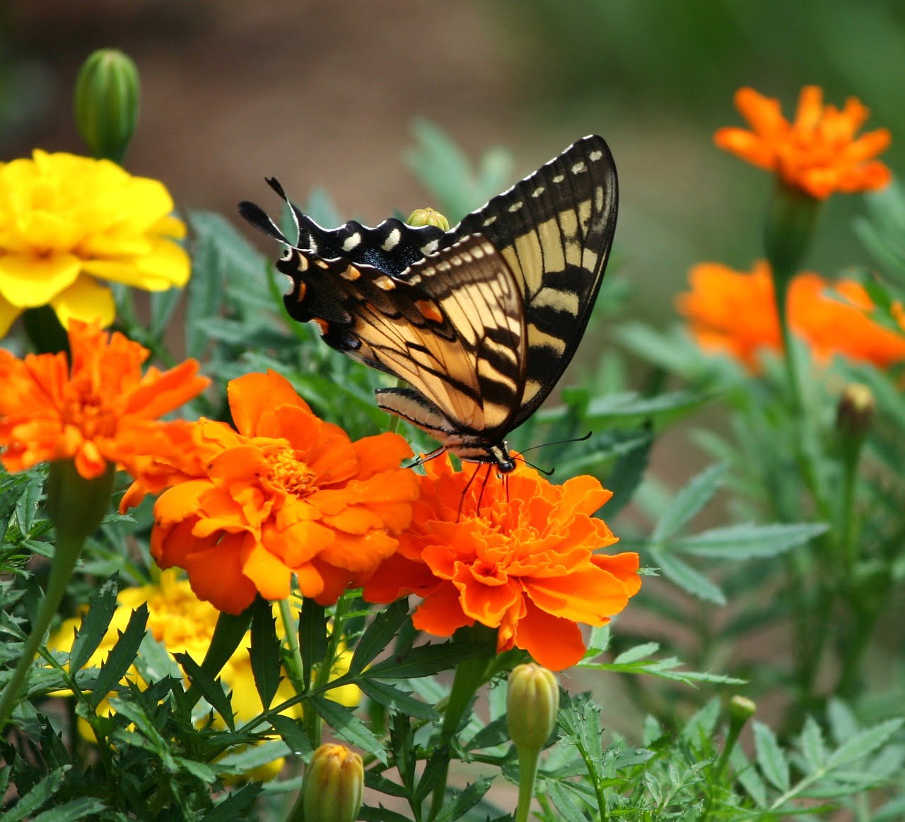 dream meaning Marigold