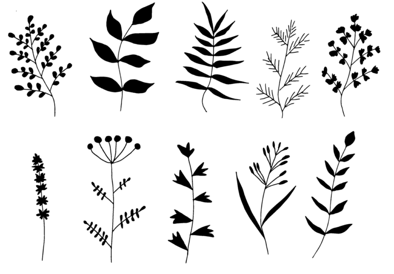 Marjoram Dream Dictionary Marjoram Dream meaning