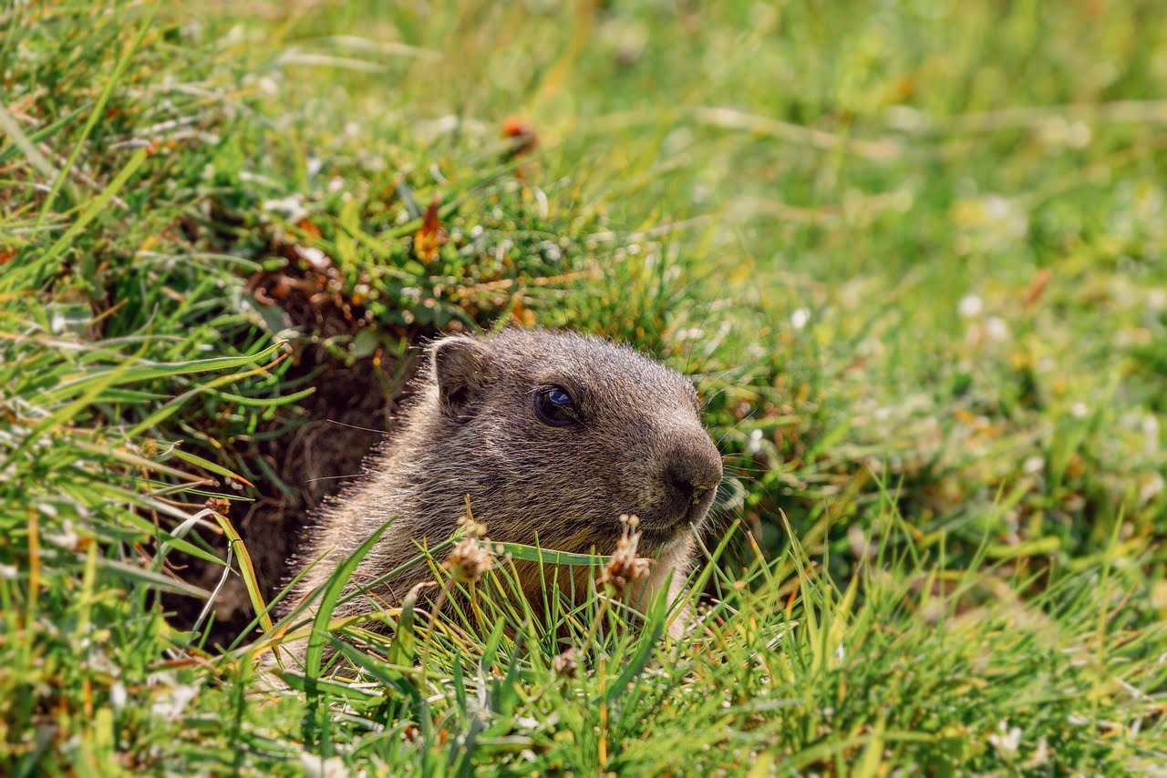 dream meaning Marmot