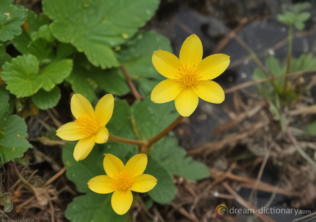 Marsh marigold dream dictionary