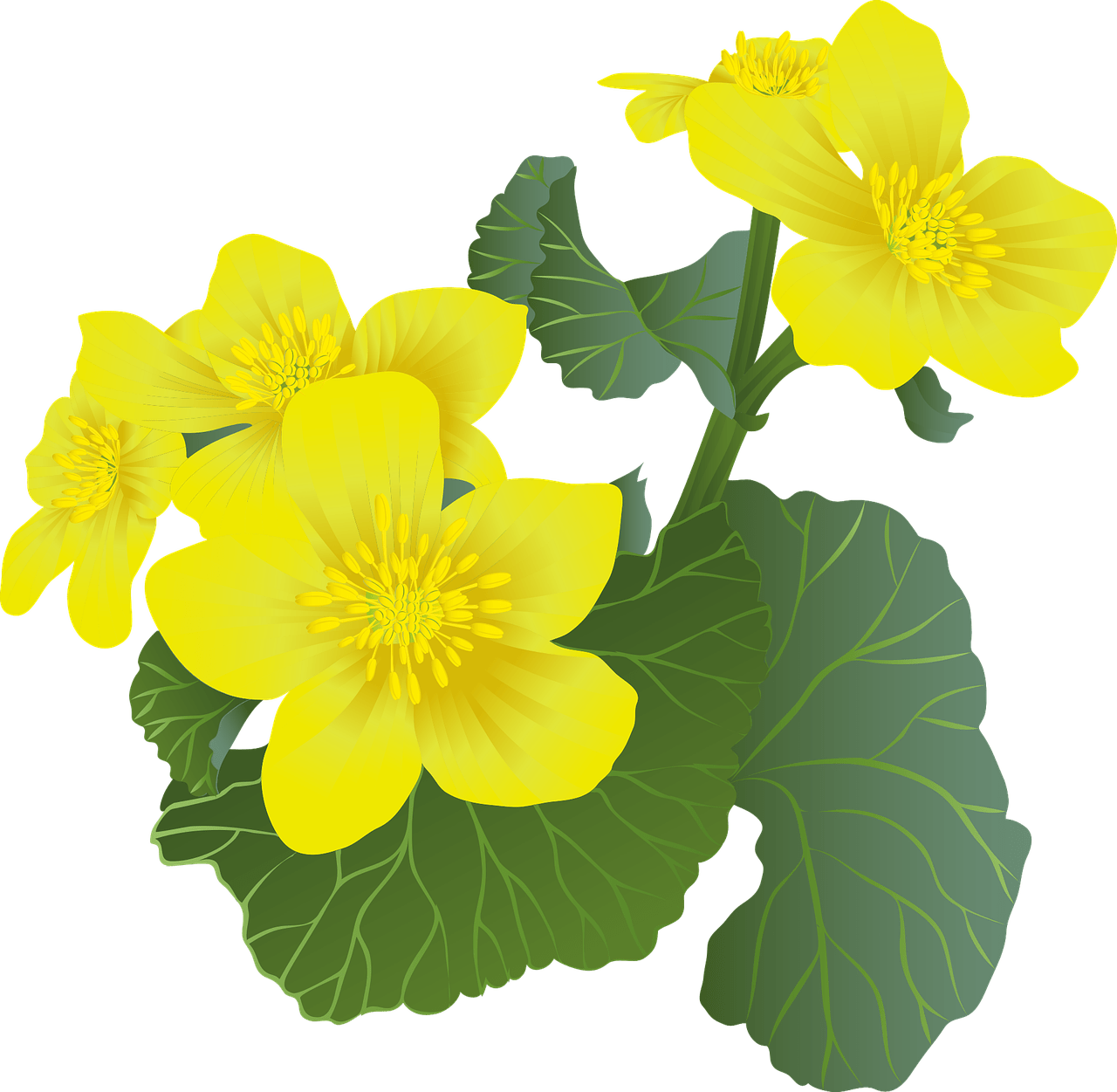 dream meaning Marsh marigold