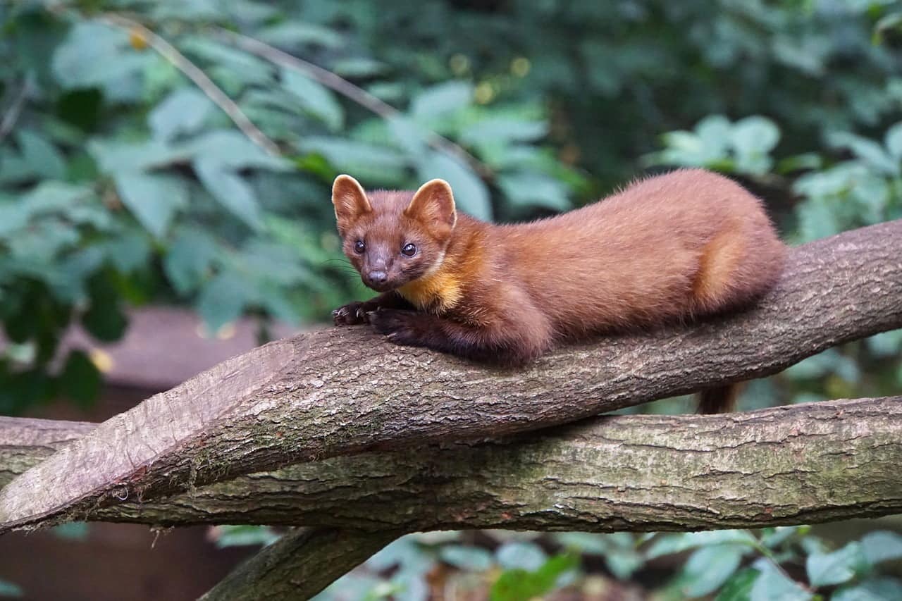 dream meaning Marten