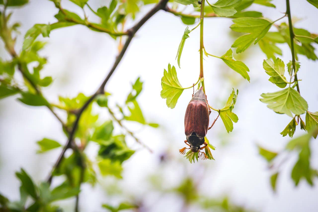 dream meaning May Bugs
