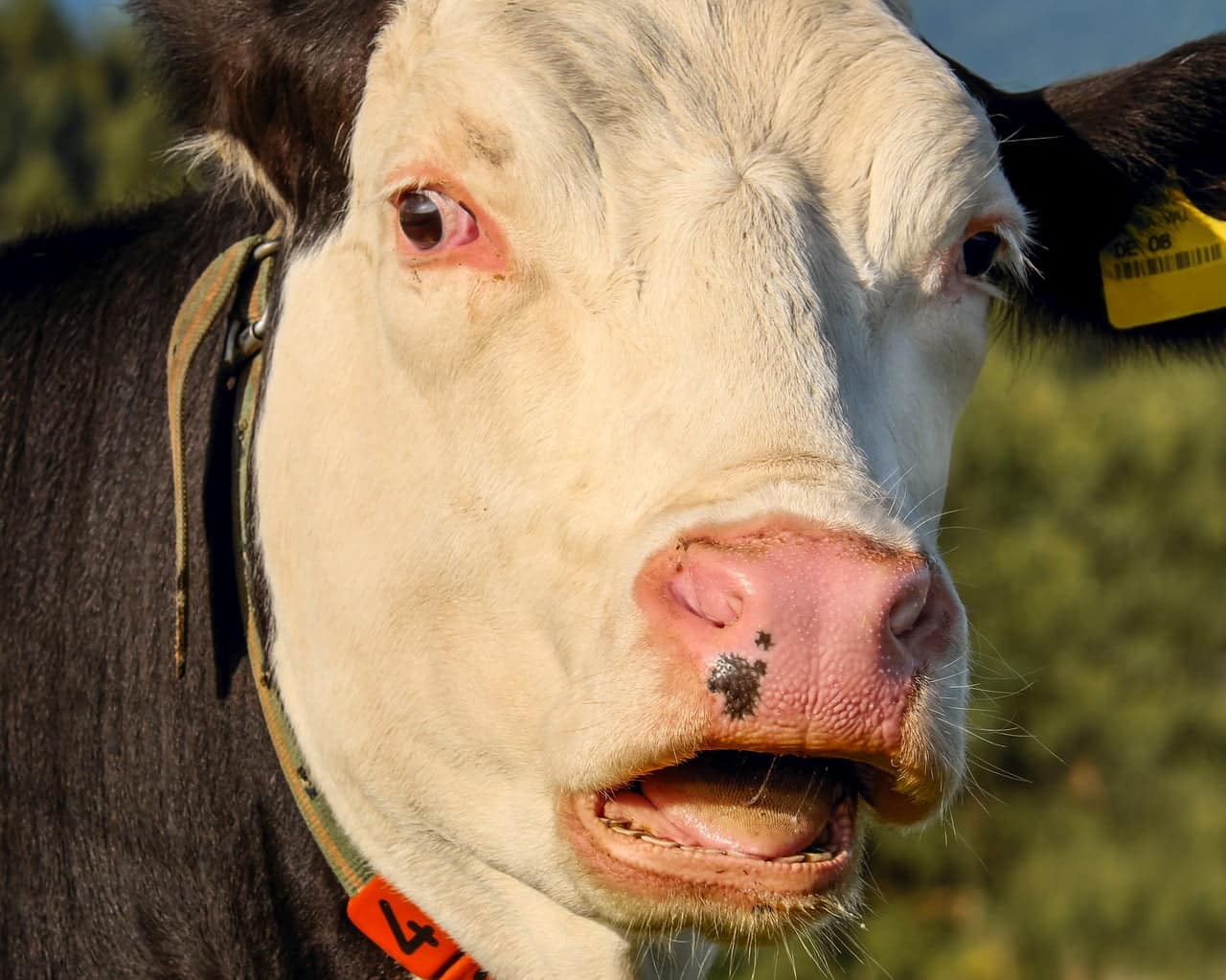 dream meaning Milk Teeth