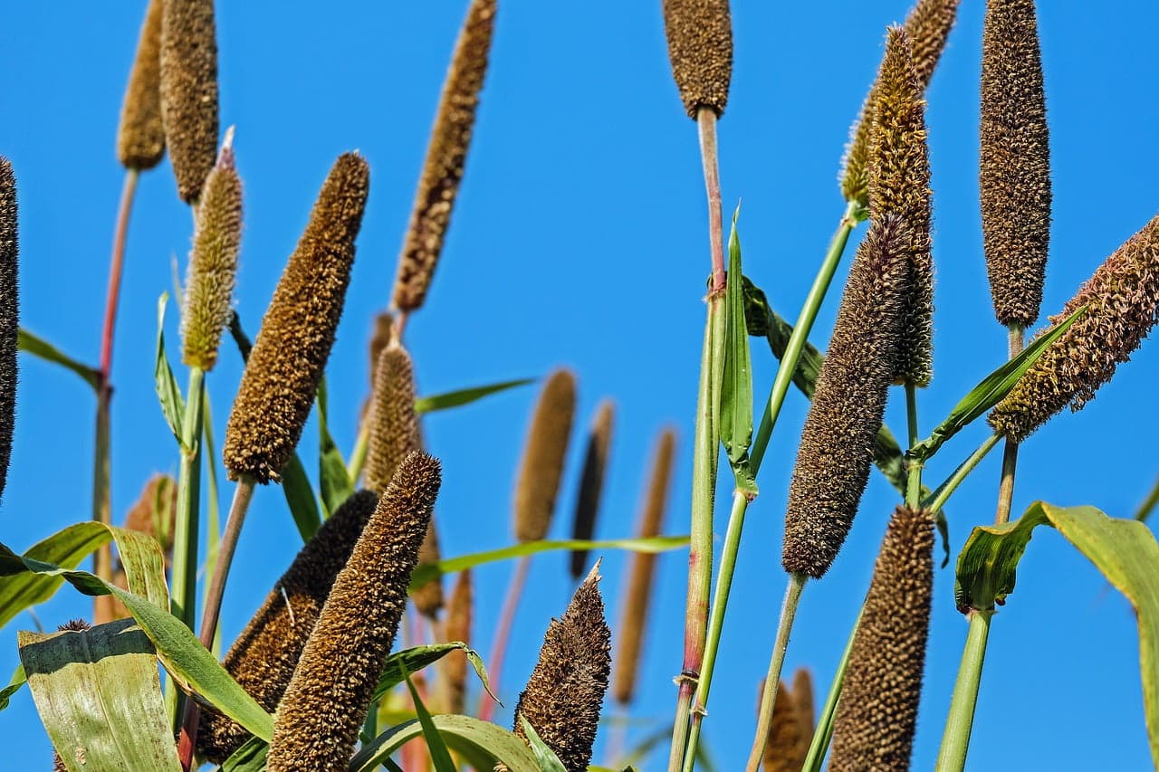dream meaning Millet