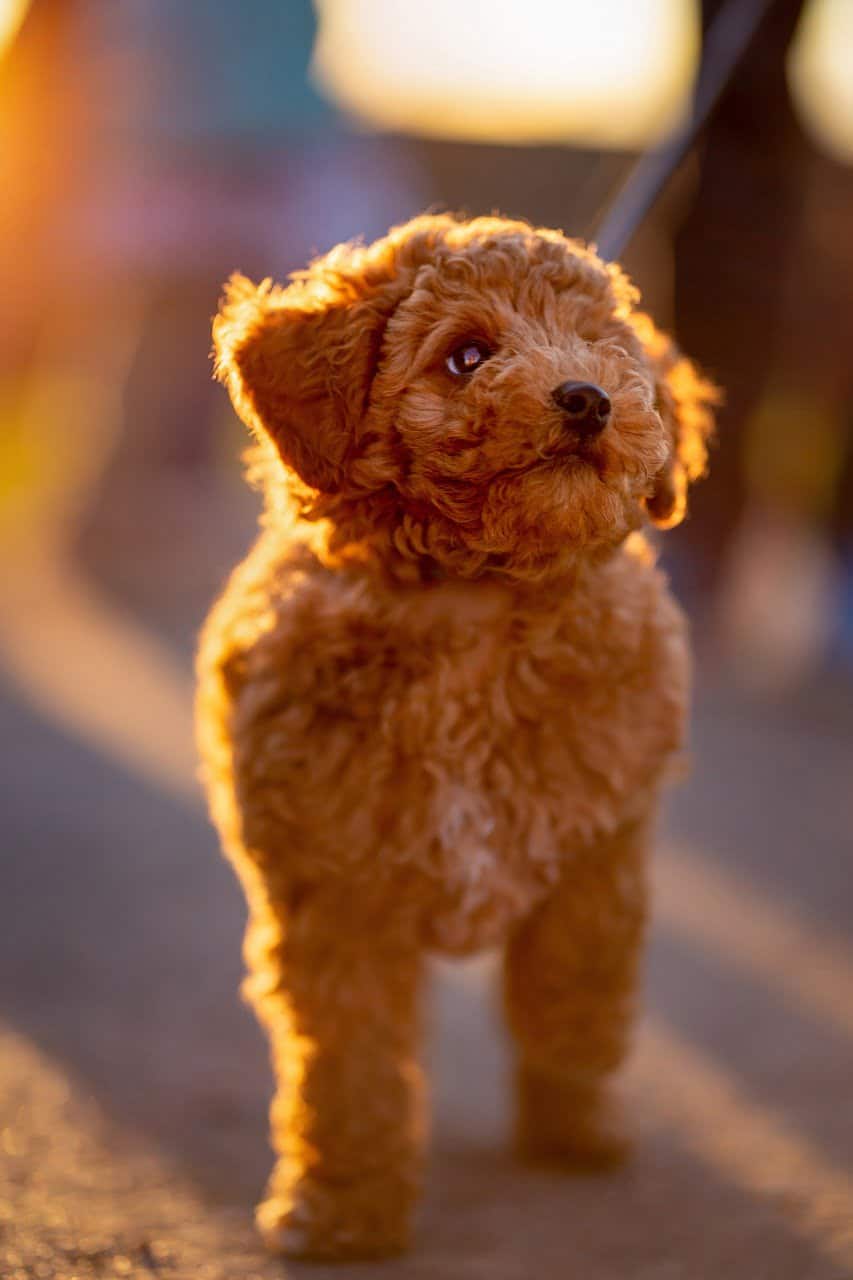 dream meaning Miniature Poodle