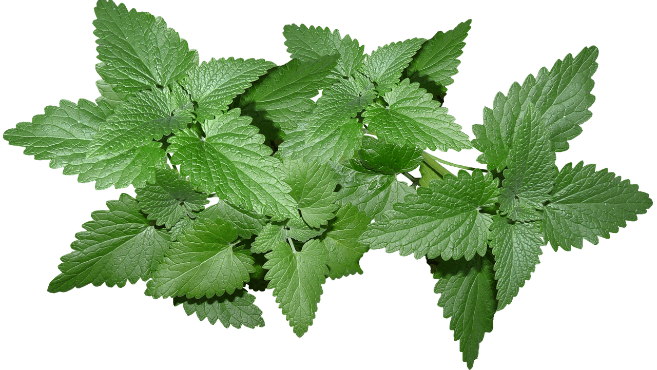 Mint Dream meaning
