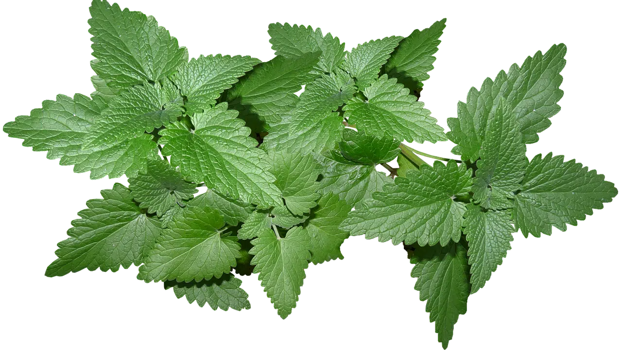 dream meaning Mint