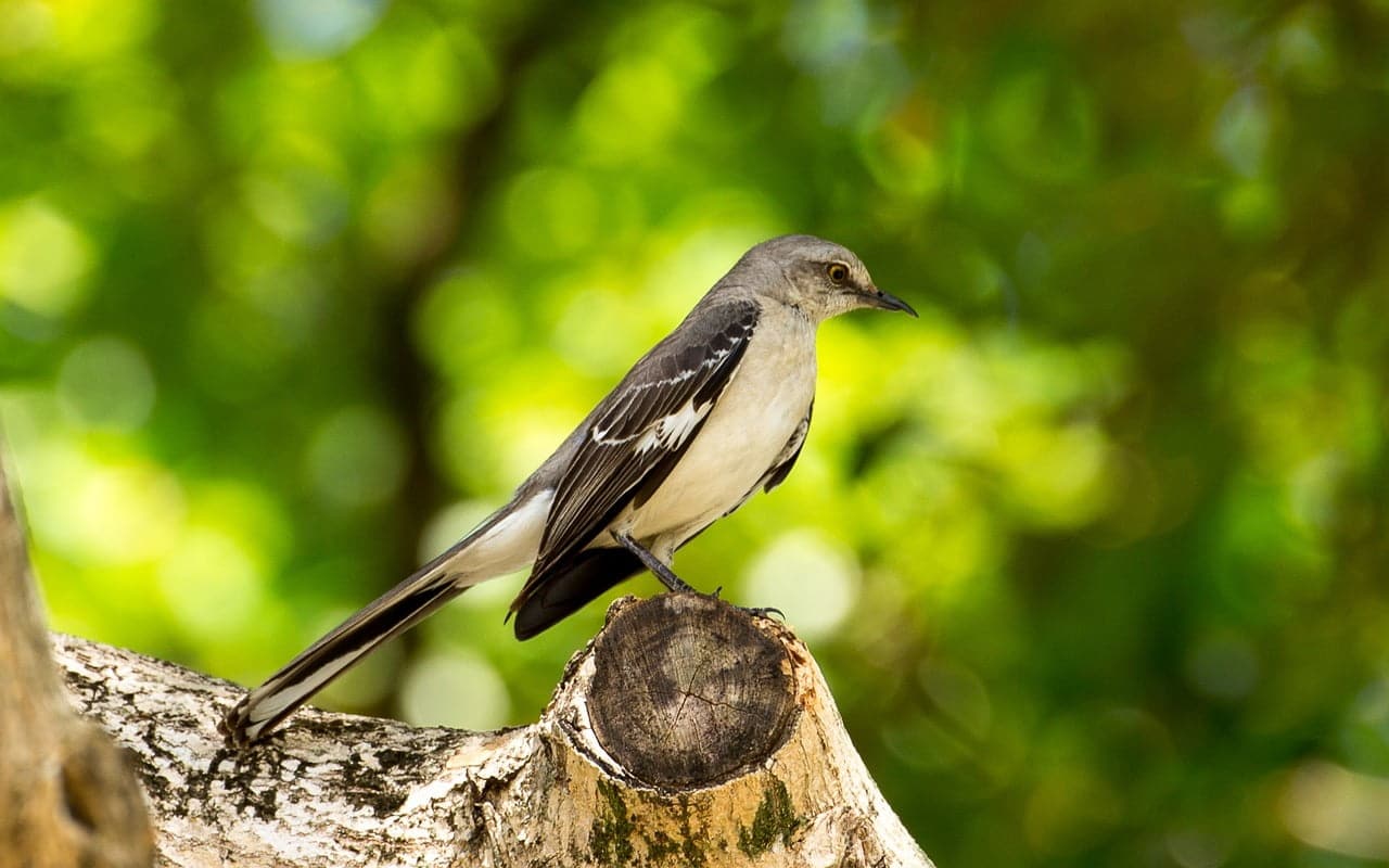 dream meaning Mocking Bird