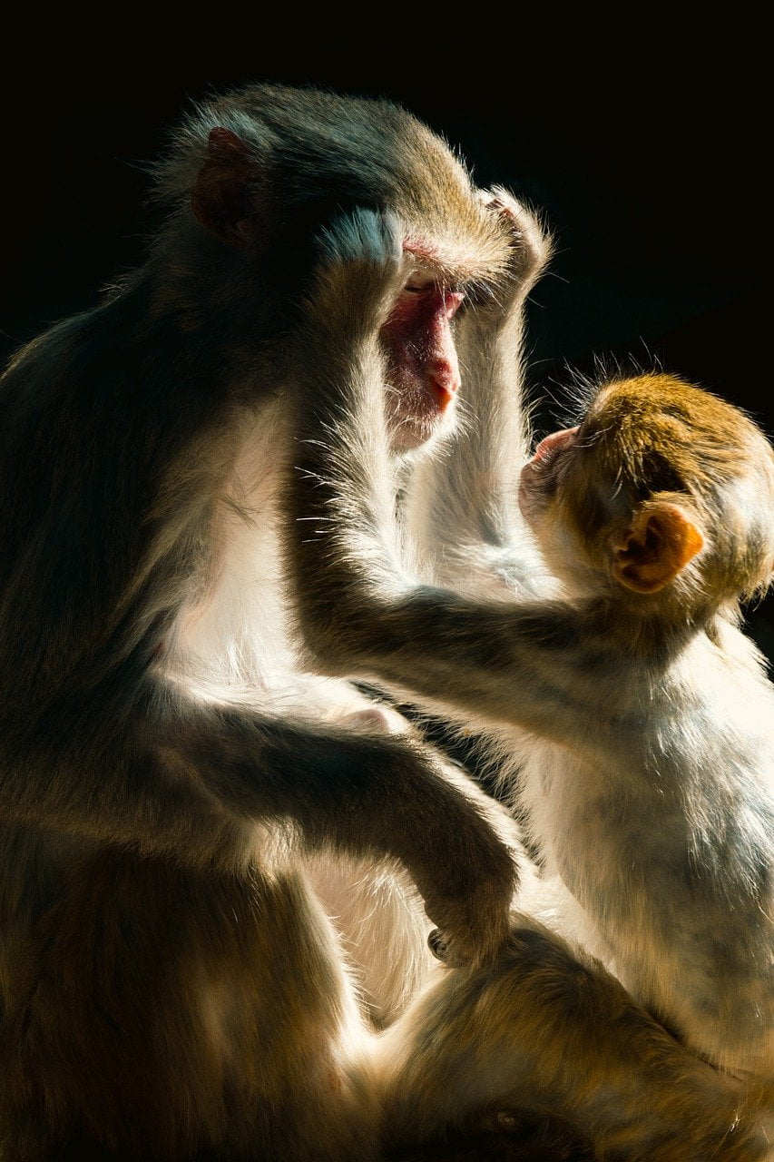 dream meaning Monkey