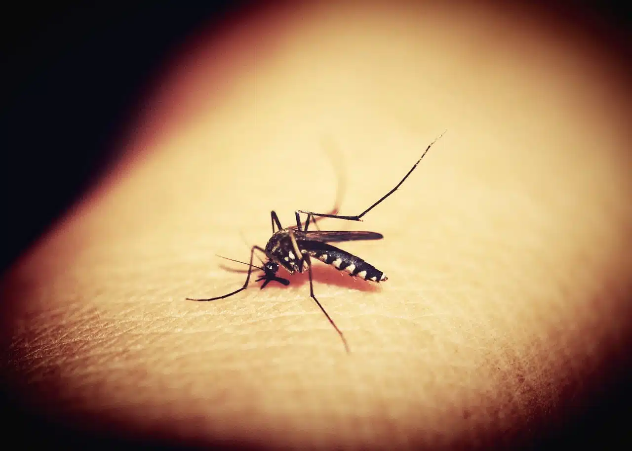 dream meaning Mosquitoes