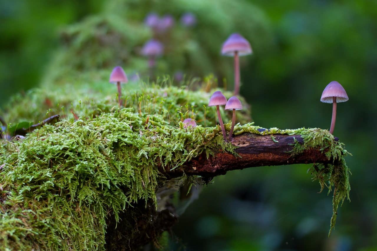 dream meaning Moss