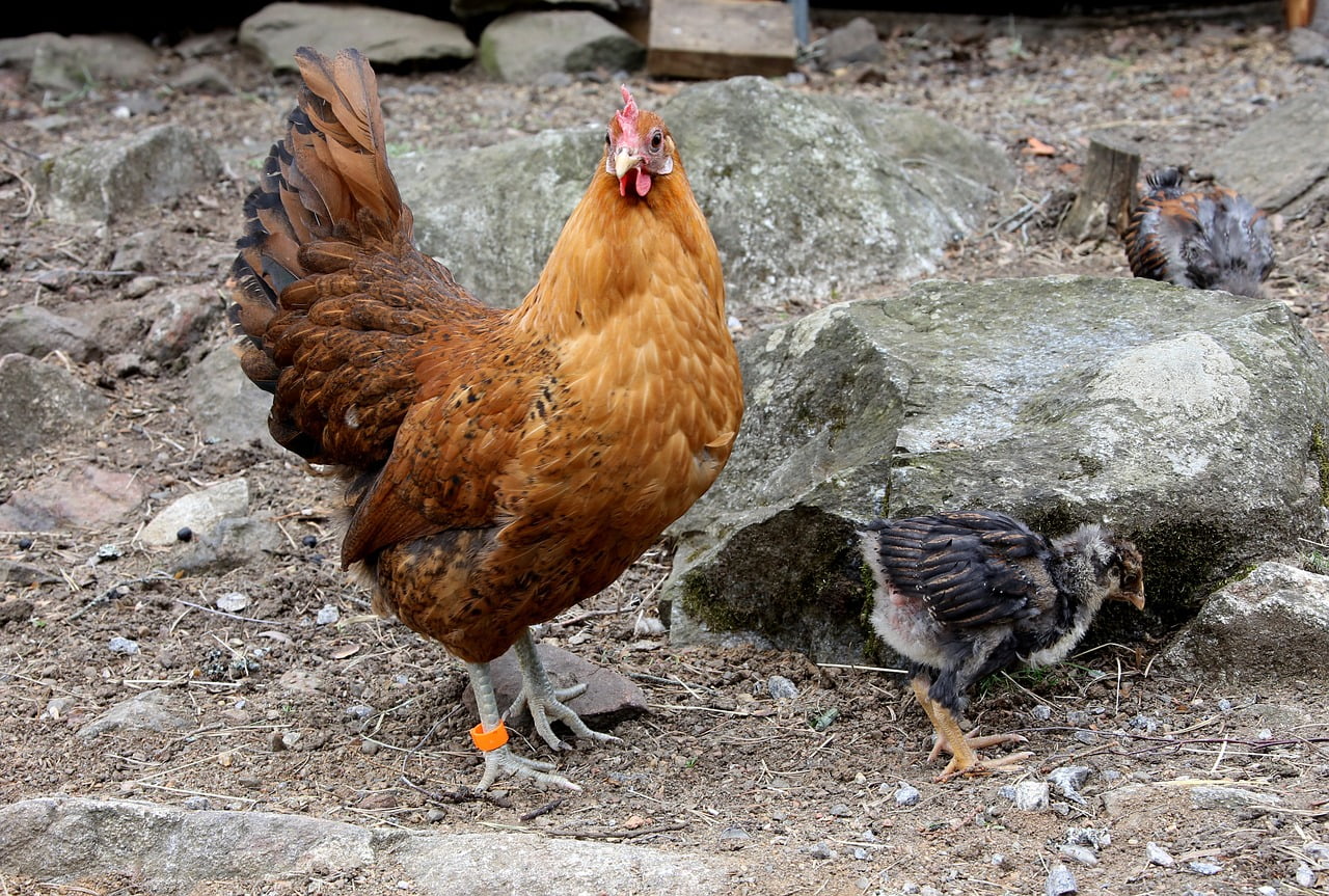 dream meaning Mother Hen