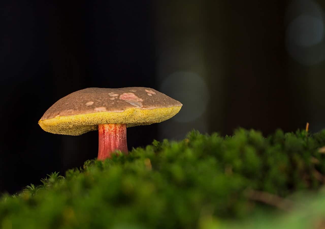 dream meaning Mushroom picker