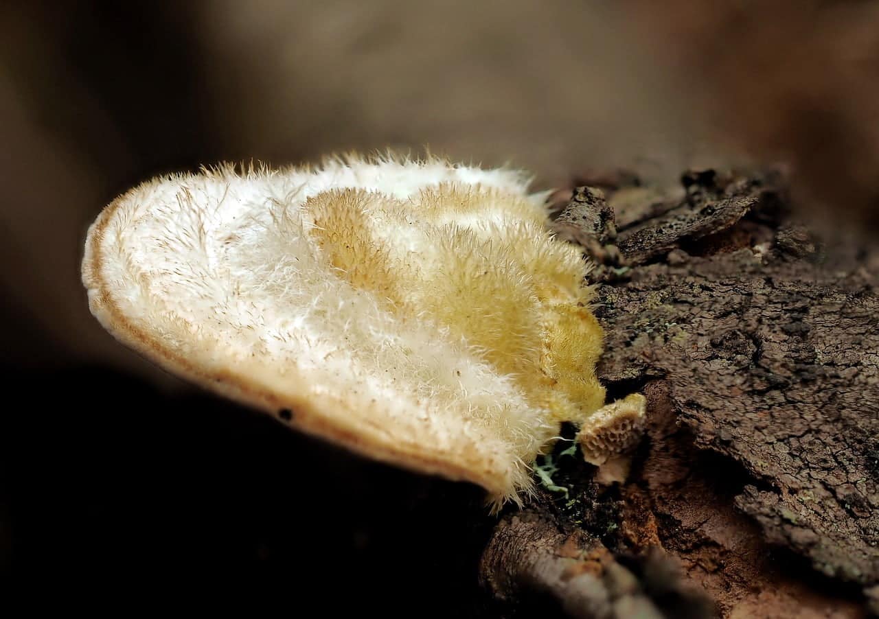 dream meaning Mycosis