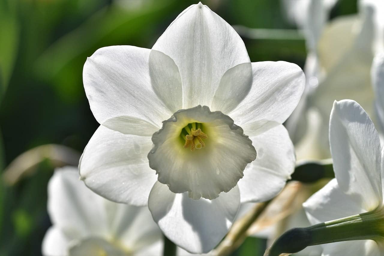 dream meaning Narcissus