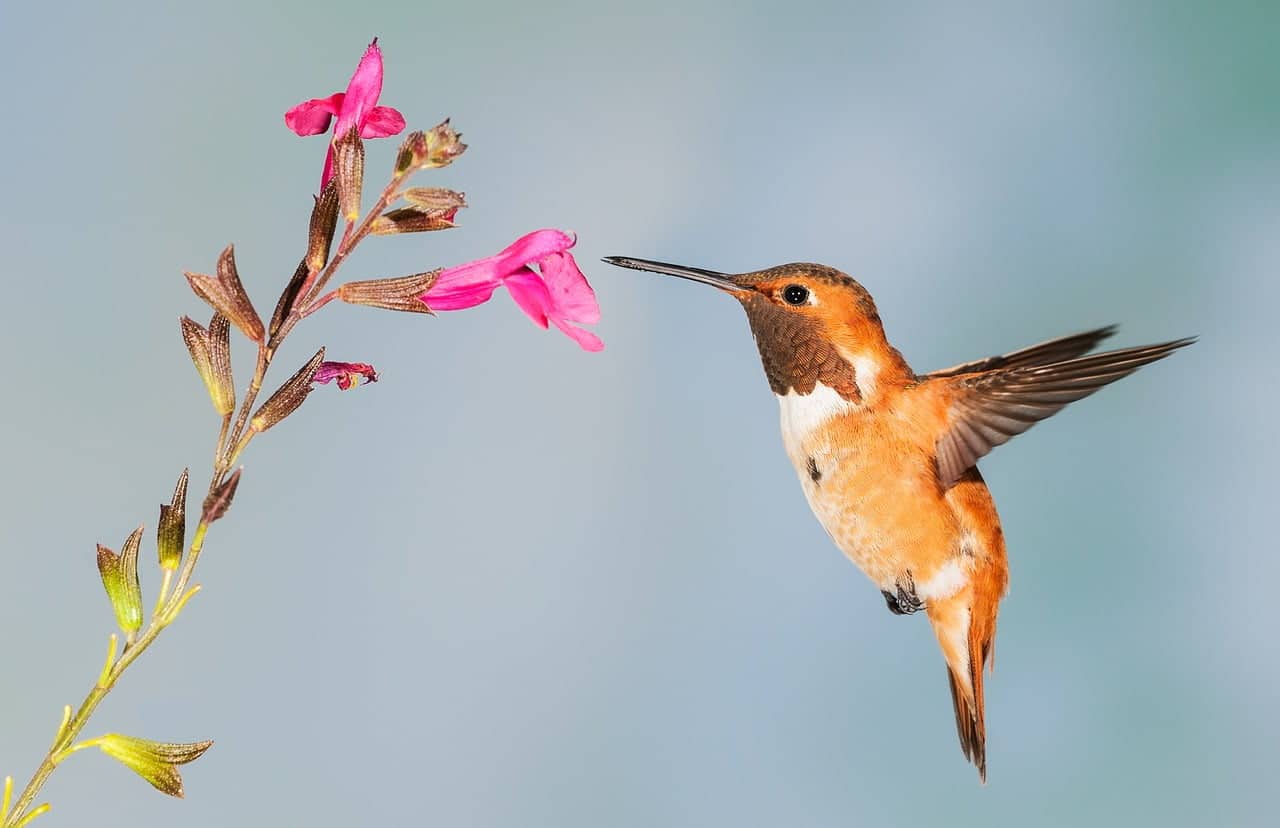 dream meaning Nectar