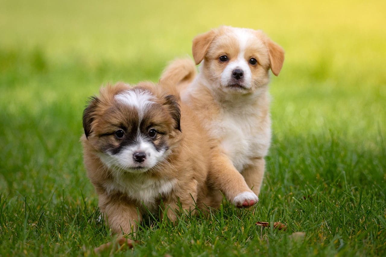 dream meaning Newborn Puppies