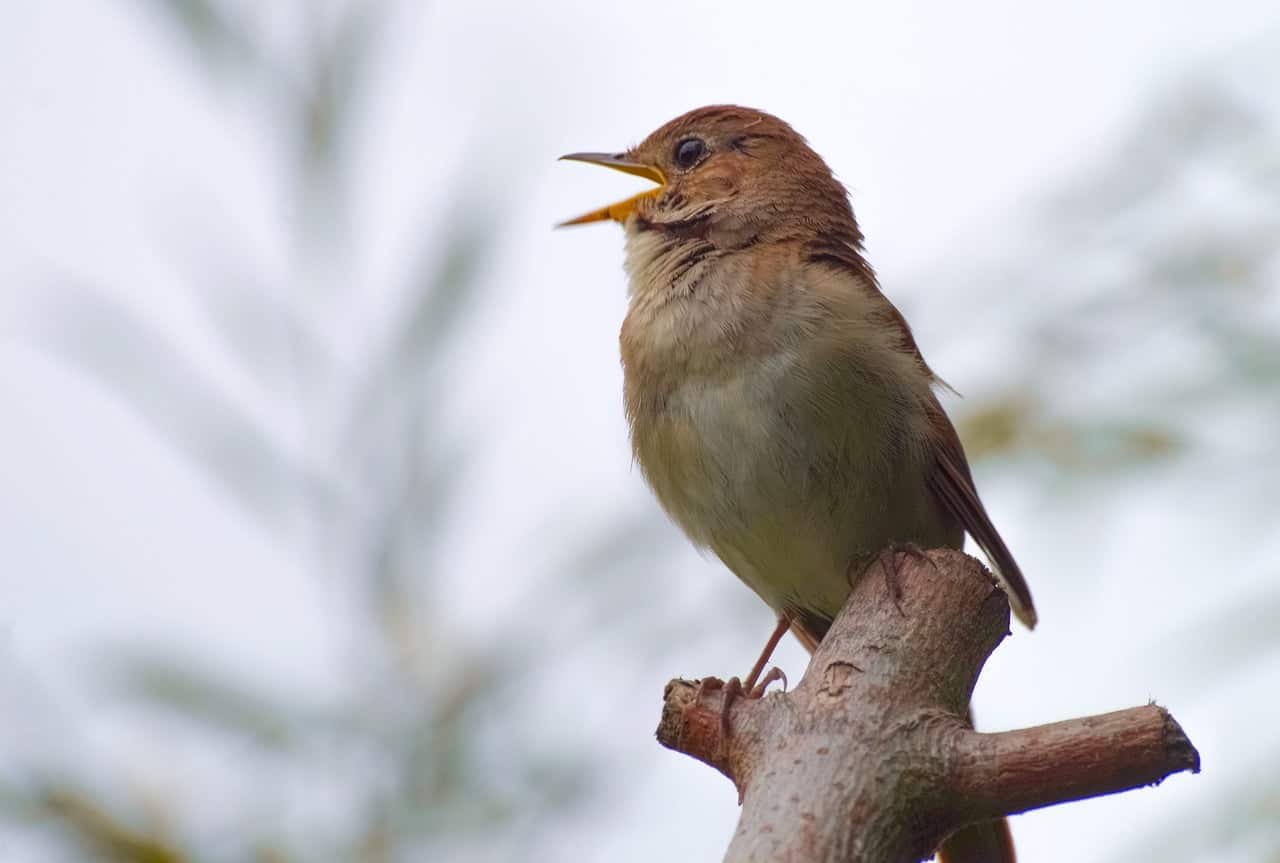 dream meaning Nightingale