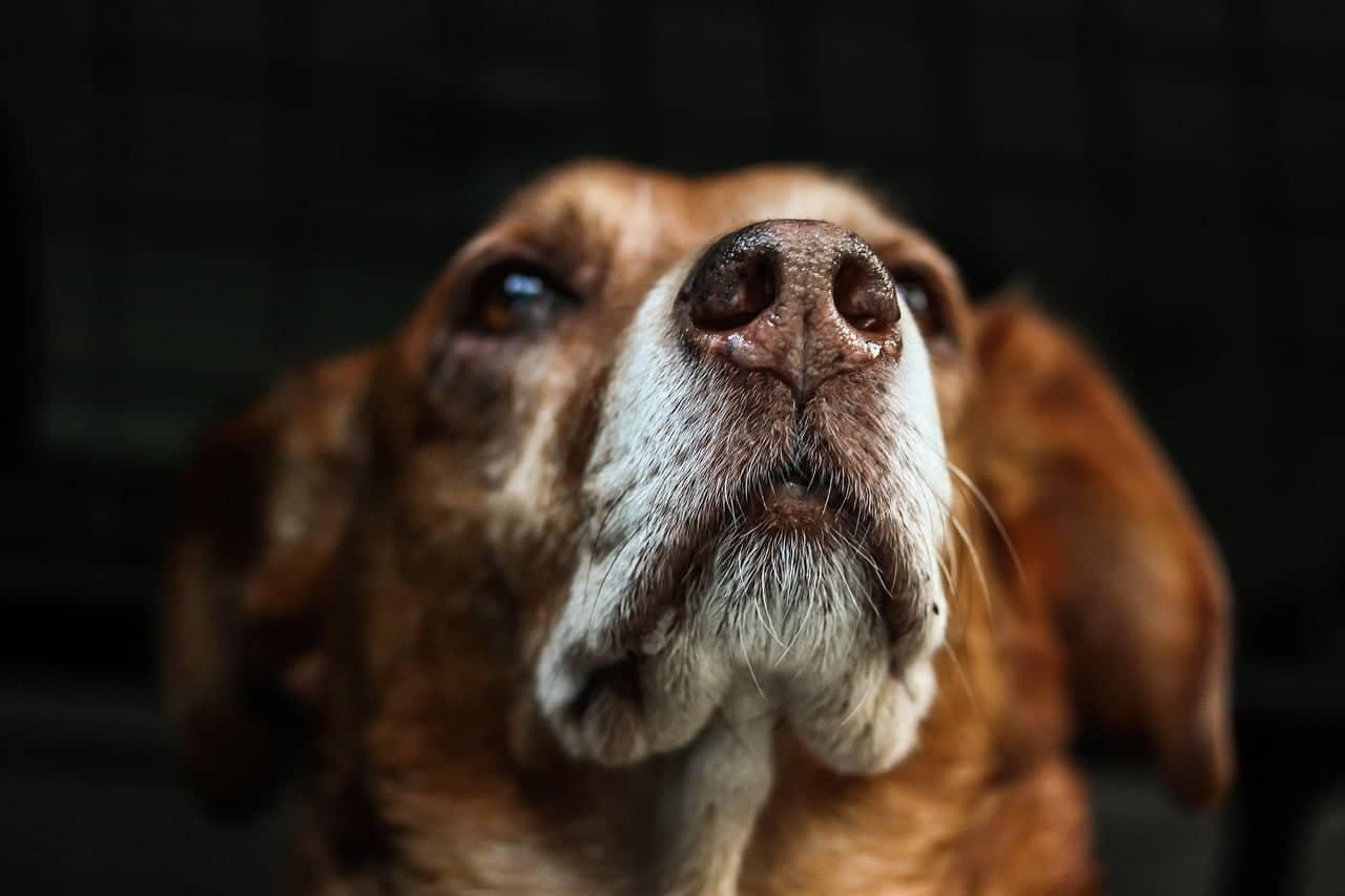 dream meaning Nose