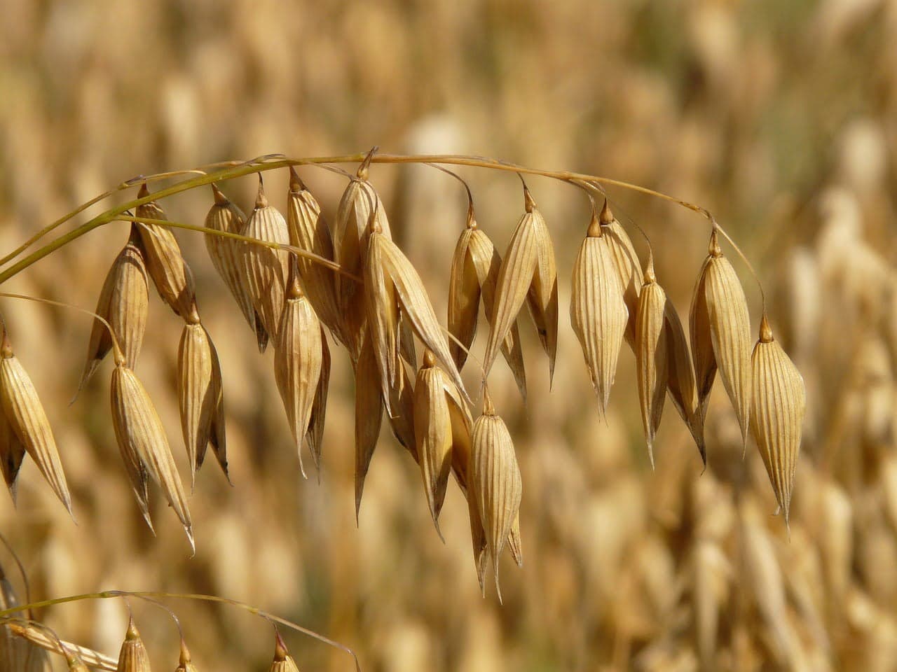 dream meaning Oat