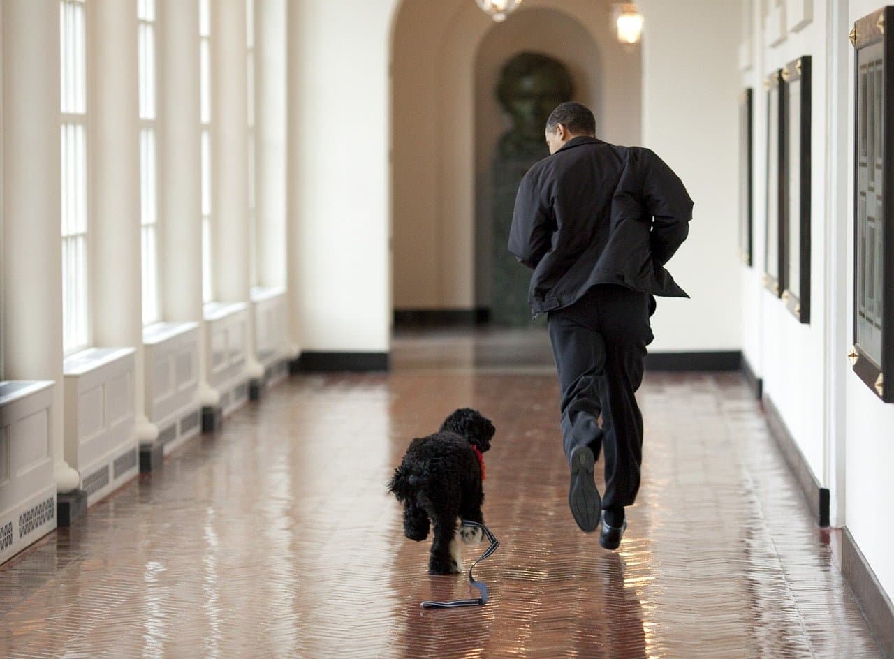dream meaning Obama