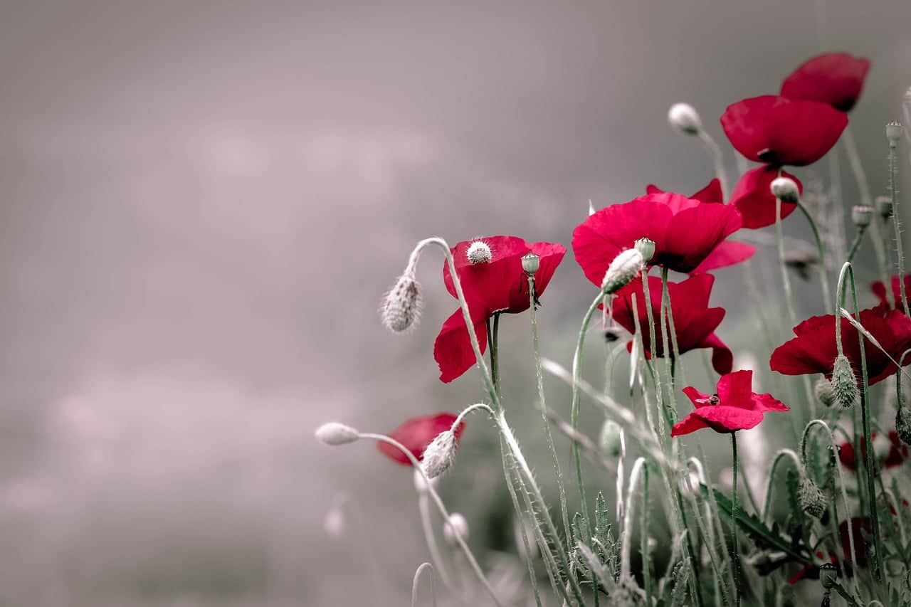 dream meaning Opium