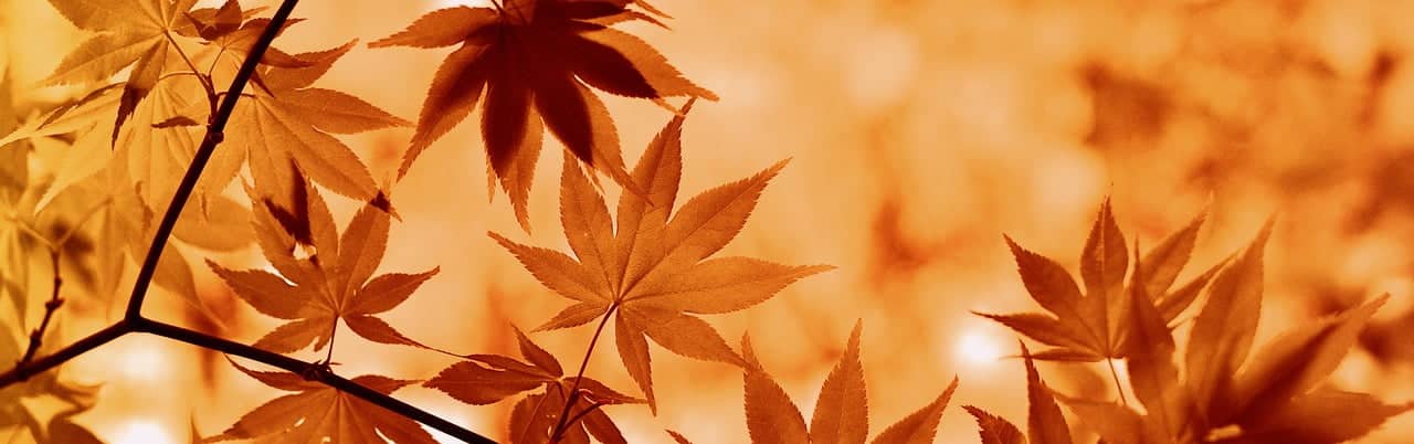 dream meaning Orange colour