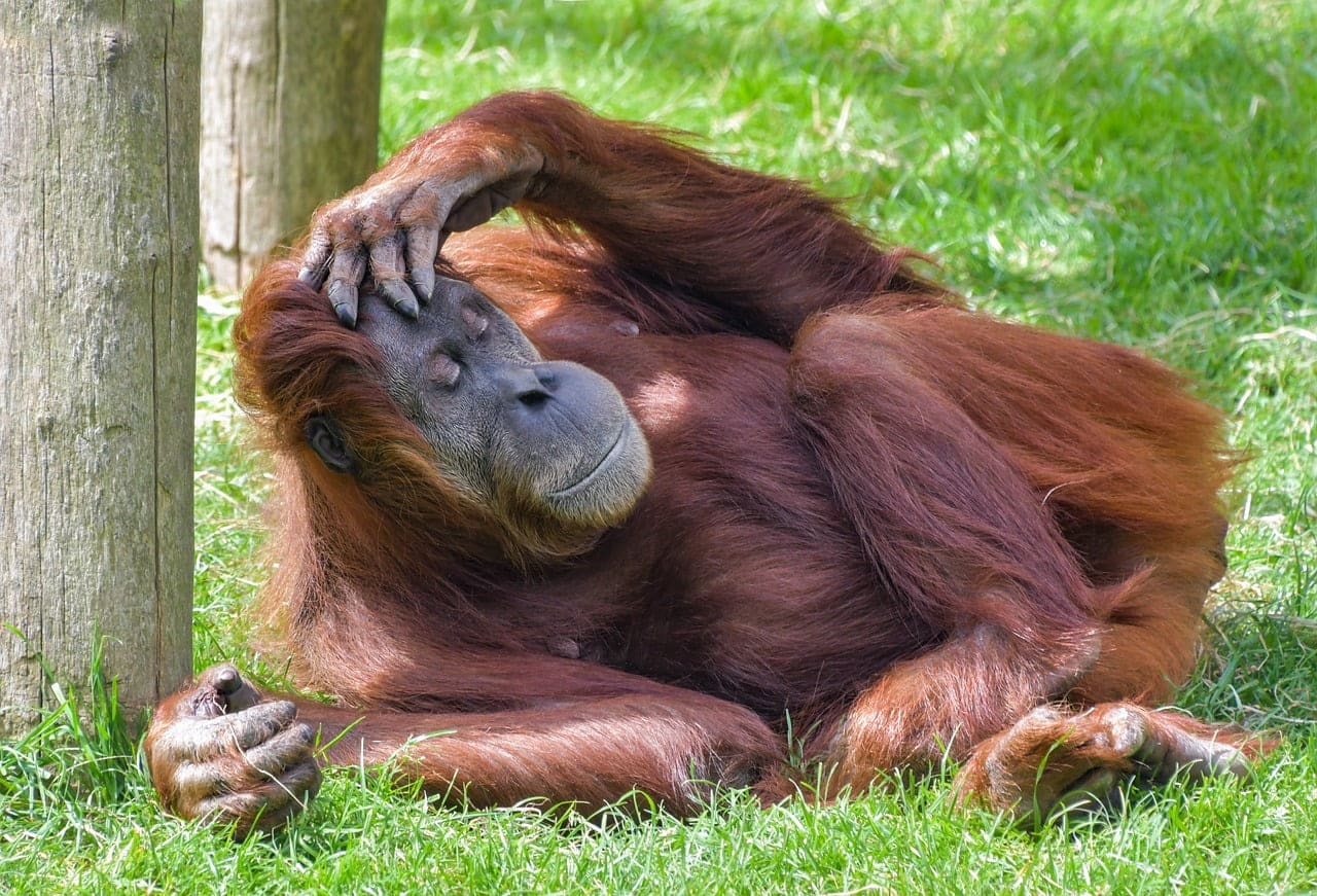 dream meaning Orangutan