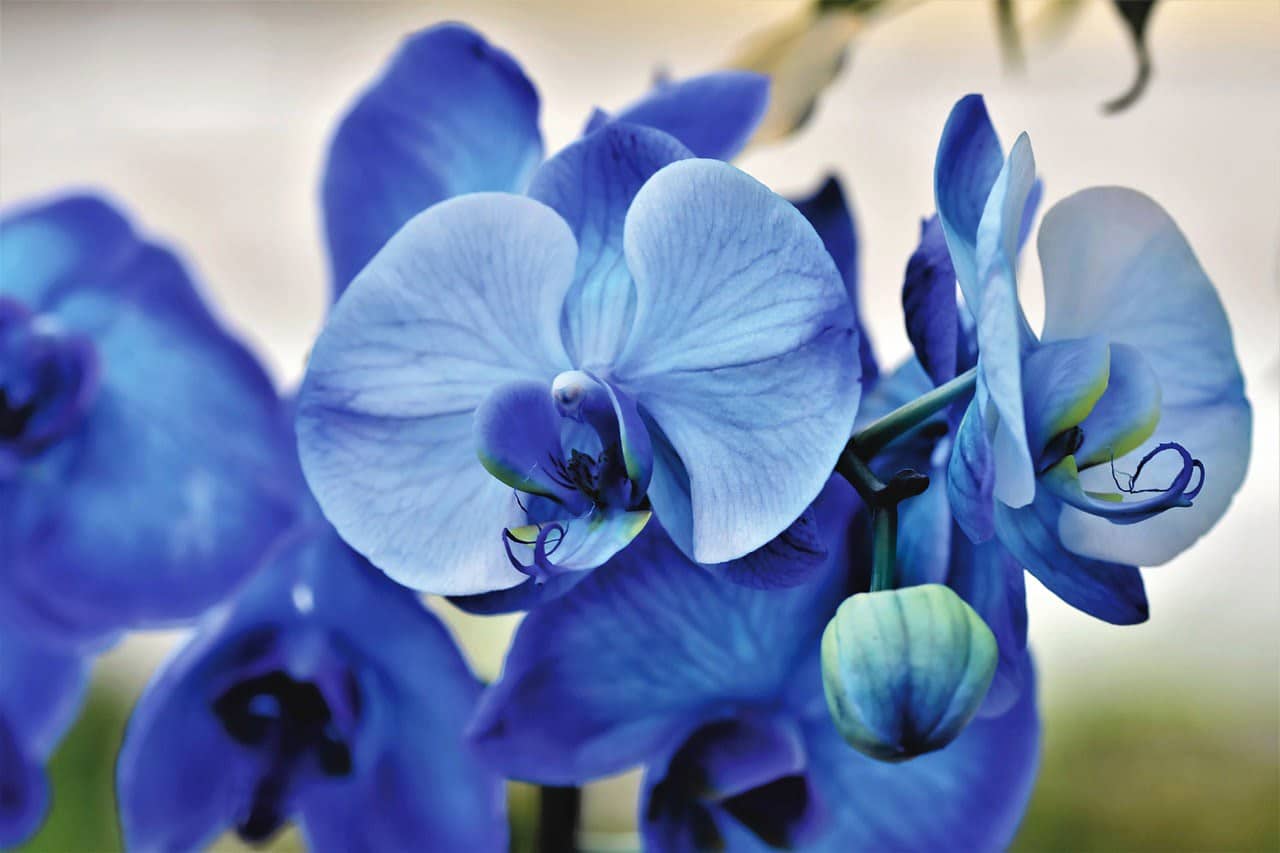dream meaning Orchid