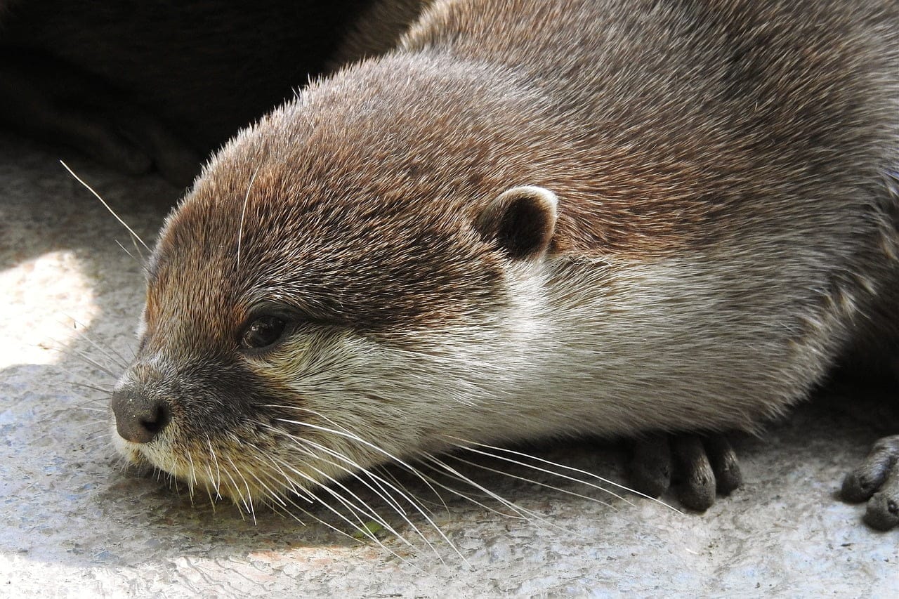 dream meaning Otter