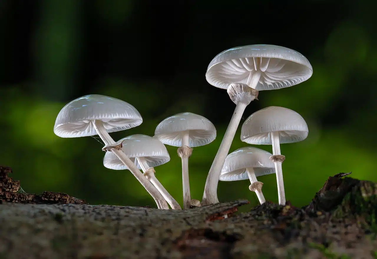 dream meaning Oyster