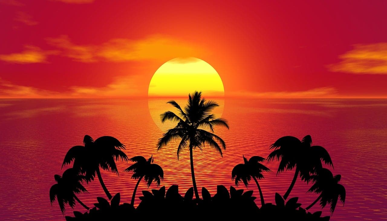 dream meaning Palm tree