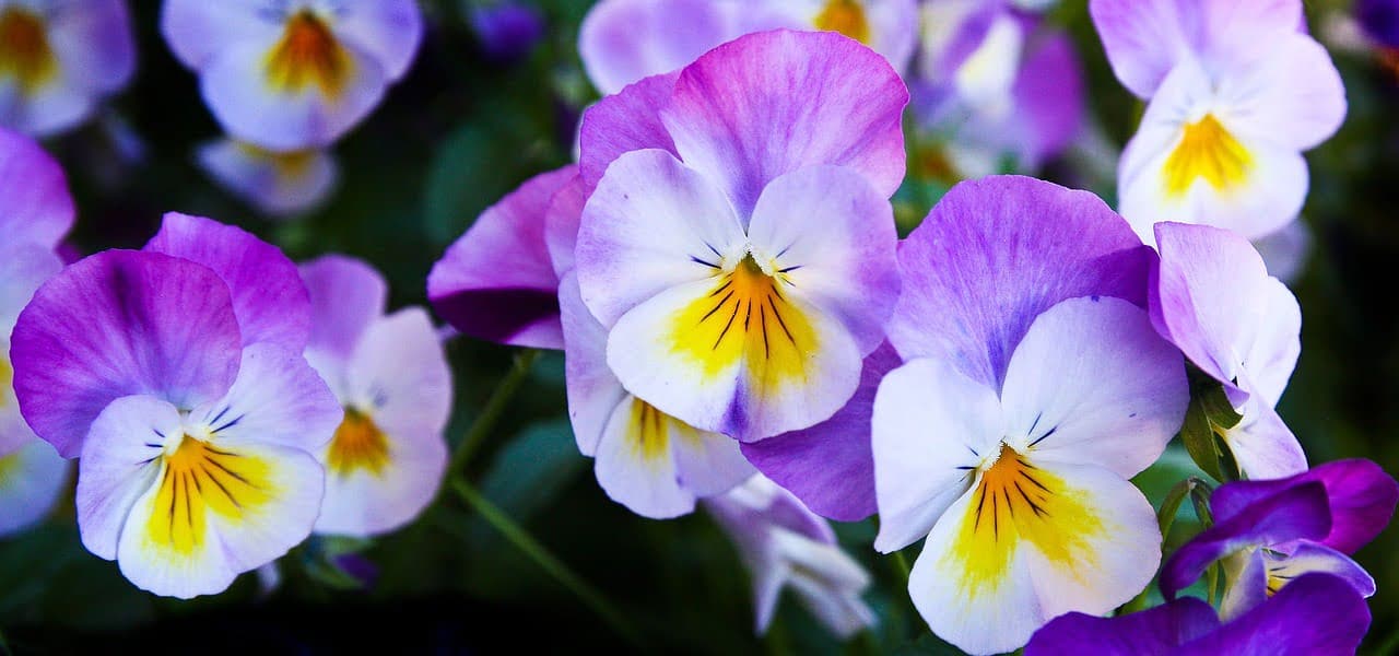 dream meaning Pansies