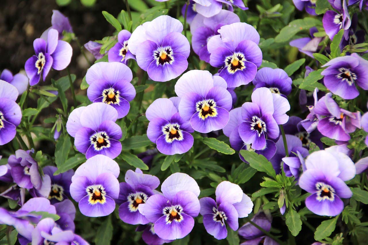 dream meaning Pansy