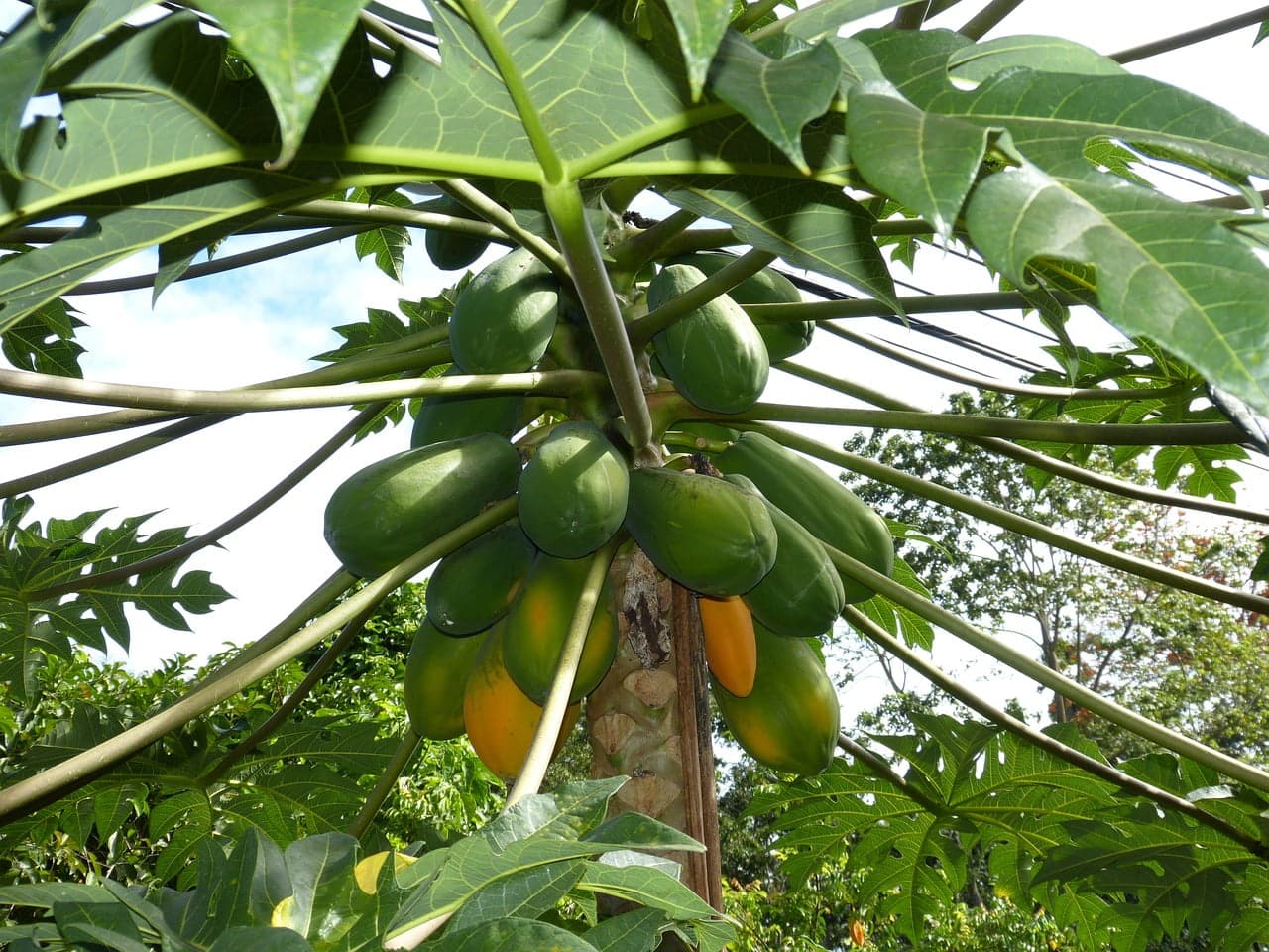 dream meaning Papaya