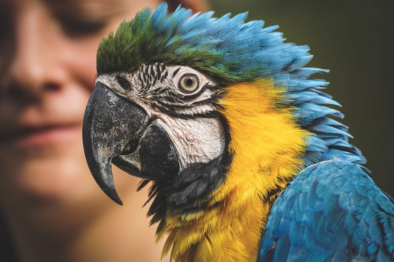 dream meaning Parrot