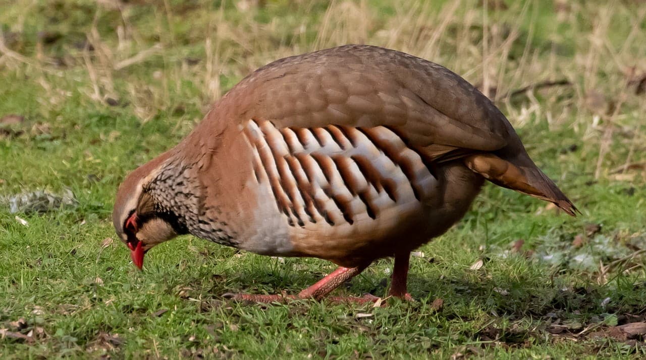 dream meaning Partridge