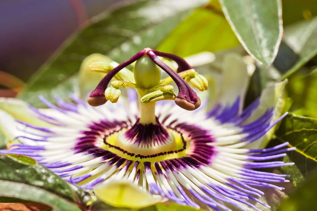 dream meaning Passion flower