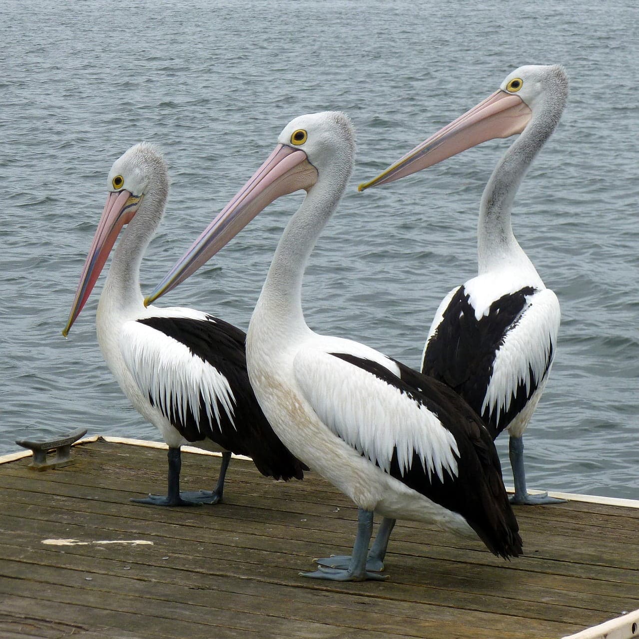 dream meaning Pelican